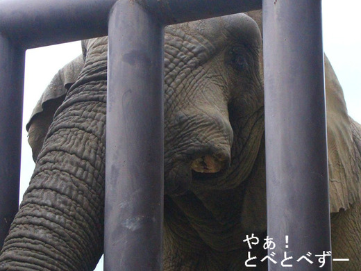 とべ動物園アフリカゾウ:アフくん(オス、推定30歳)