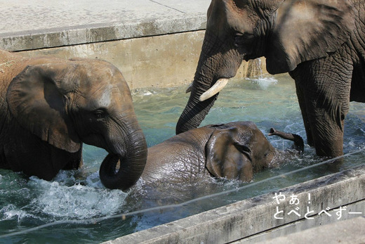 日本で唯一アフリカゾウの家族が見られる愛媛県立とべ動物園