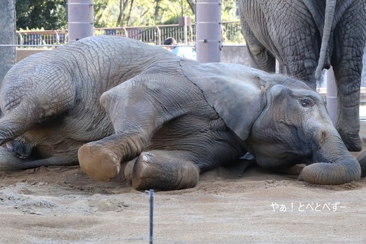 とべ動物園アフリカゾウ:媛ちゃん(メス、15歳)