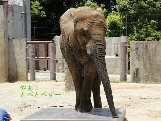 とべ動物園アフリカゾウ:媛ちゃん(メス、10歳)