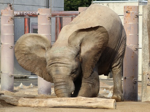 とべ動物園アフリカゾウ：砥愛ちゃん（メス、７歳）