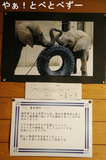 第6回とべ動物園写真コンクール:入選♪