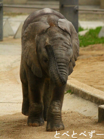 赤ちゃんゾウが見られる動物園・とべ動物園（愛媛）