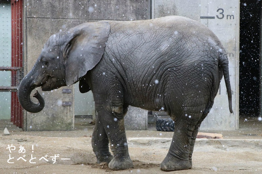 アフリカゾウの子象の砥愛ちゃん
