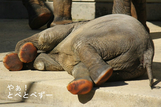 とべ動物園アフリカゾウのイベント:節分だゾウ