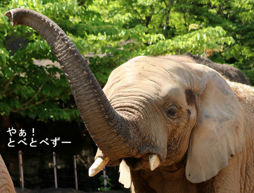 とべ動物園アフリカゾウのブログ：やぁ！とべとべずー