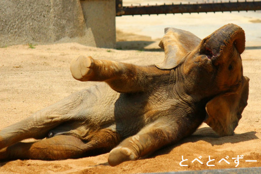 とべ動物園のアフリカゾウの親子：アフ（父）、リカ（母）