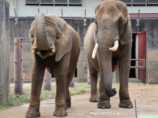 とべ動物園アフリカゾウのブログ：やぁ！とべとべずー