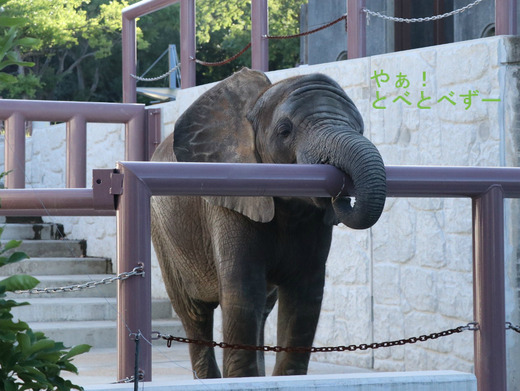 いたずらっ子の子象の砥愛ちゃん