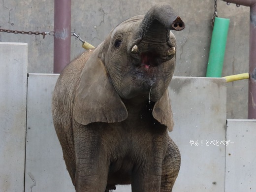 とべ動物園ブログ：やぁ！とべとべずー