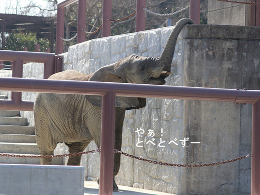 もう直ぐ開園30周年を迎える愛媛県立とべ動物園