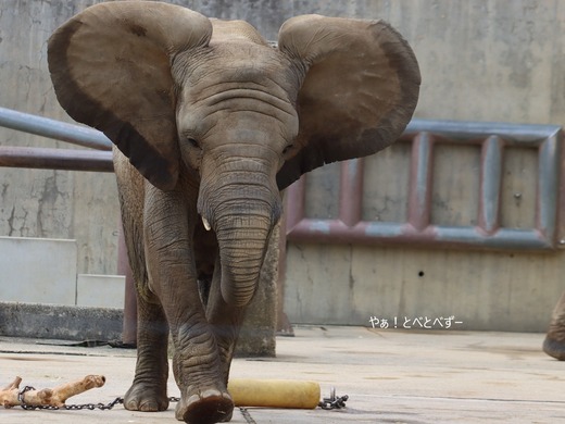 とべ動物園アフリカゾウ:アフ、リカ、媛、砥夢、砥愛