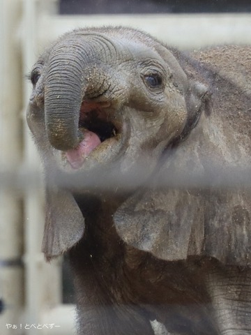 マルミミゾウの赤ちゃん@広島市安佐動物公園