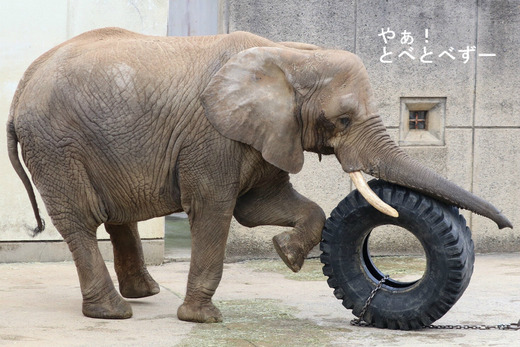 とべ動物園アフリカゾウ:リカ母さん(推定33歳)