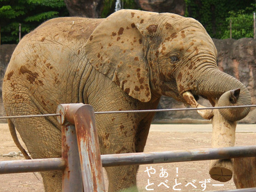 とべ動物園アフリカゾウ:砥夢(とむ、オス)