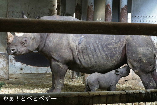 愛媛とべ動物園ヒガシクロサイ:クーちゃんと赤ちゃんサイ