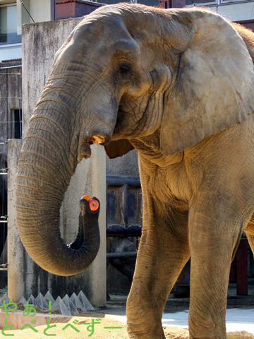 とべ動物園アフリカゾウ：アフ（オス、29歳、南アフリカ生まれ）