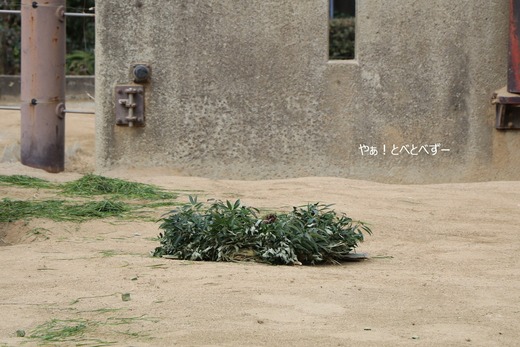 とべ動物園アフリカゾウイベント：クリスマスリースのプレゼント