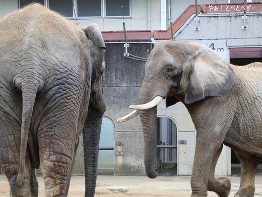 とべ動物園アフリカゾウのブログ：やぁ！とべとべずー