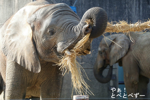 とべ動物園ブログ:やぁ!とべとべずー