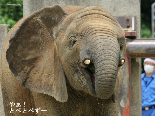 アフリカゾウの写真満載のブログ:やぁ!とべとべずー