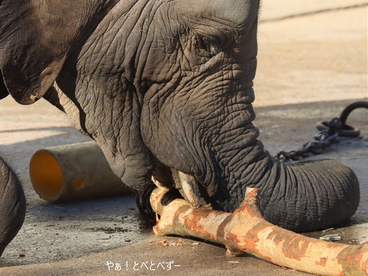 とべ動物園アフリカゾウ:砥愛ちゃん(メス、9歳)