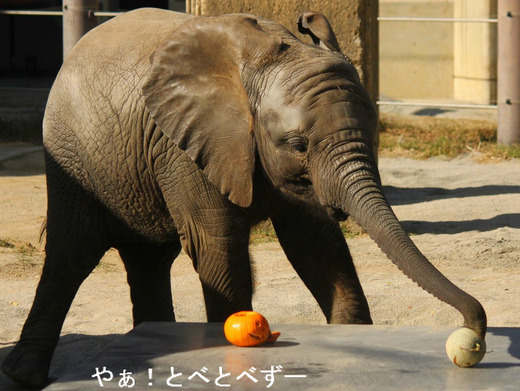 アフリカゾウの仔象の砥愛(とあ)ちゃん、メス、2歳