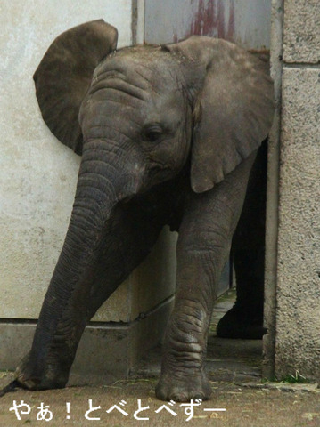 とべ動物園ブログ：やぁ！とべとべずー