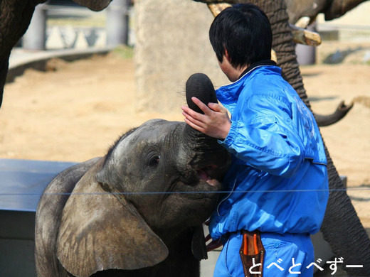 とべ動物園アフリカゾウの赤ちゃん:砥愛ちゃん