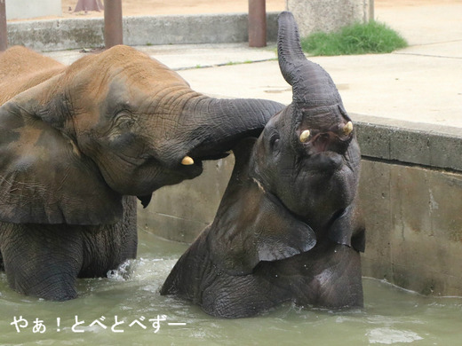 日本で唯一血縁関係のあるアフリカゾウが暮らす愛媛とべ動物園