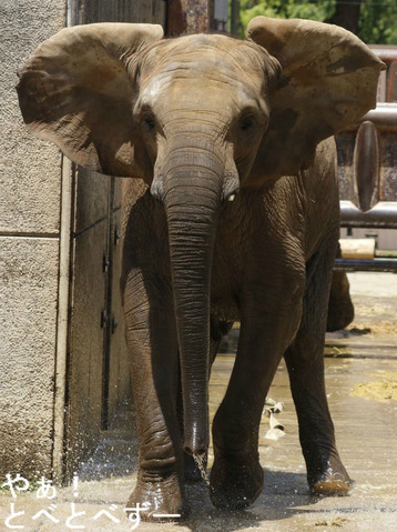 日本で唯一アフリカゾウの家族が見られる愛媛県立とべ動物園
