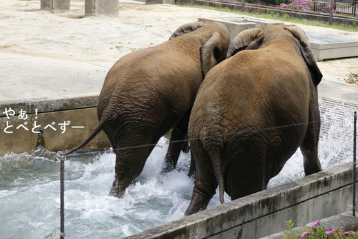 とべ動物園ブログ：やぁ！とべとべずー