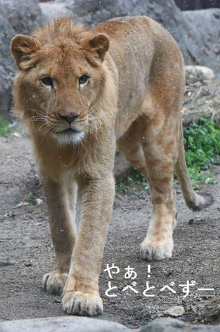 雪の中のライオン：とべ動物園、柑太郎