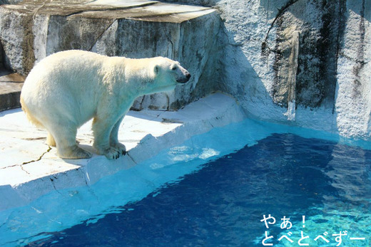 とべ動物園GWイベント:しろくまピースが大プールに登場