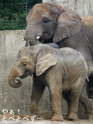 アフリカゾウの子象の砥愛ちゃんとお姉さんゾウの媛ちゃん