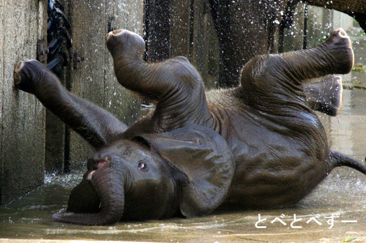 感動！レジェンド動物園～世界が認めた熱血飼育員の椎名さん