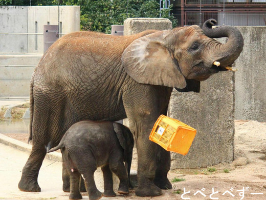 日本で唯一アフリカゾウの親子が暮らす愛媛県立とべ動物園