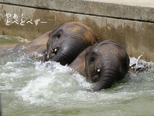 とべ動物園アフリカゾウ:媛ちゃん、砥愛ちゃん