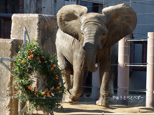 とべ動物園アフリカゾウ:アフ、リカ、媛、砥夢、砥愛