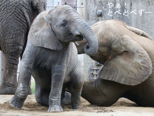 砂浴び、砂遊びをするアフリカゾウの子象
