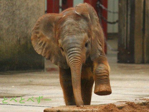 とべ動物園アフリカゾウの赤ちゃん:砥愛(とあ)ちゃん