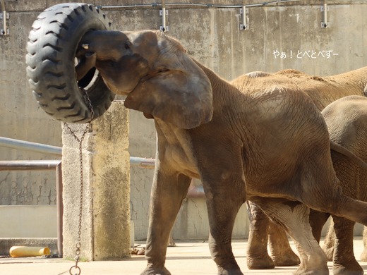 日本で初めて人工哺育で育った媛ちゃん:愛媛とべ動物園
