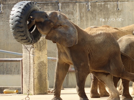 日本で初めて人工哺育で育った媛ちゃん：愛媛とべ動物園