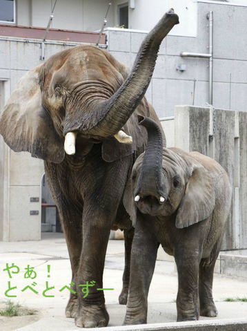 とべ動物園アフリカゾウ
