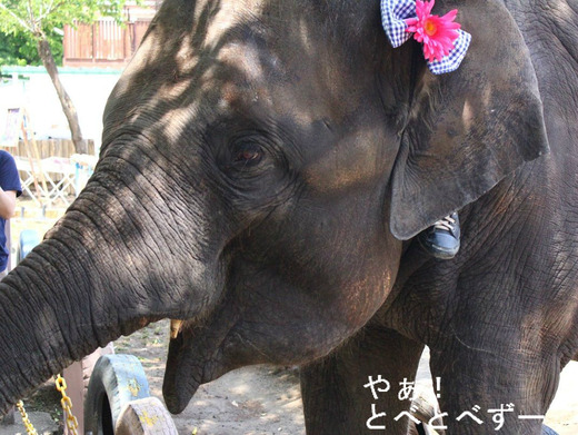 市原ぞうの国:ゆめ花ちゃん