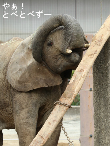 日本で唯一血縁関係のあるアフリカゾウの親子が暮らす愛媛とべ動物園