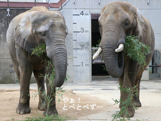 とべ動物園アフリカゾウ:リカさん(母)、媛ちゃん(長女)