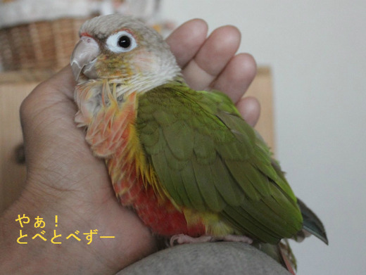 人懐っこいウロコインコ