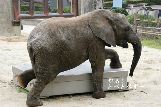 とべ動物園アフリカゾウ：砥愛ちゃん（メス、４歳）
