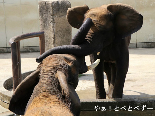 日本一のお母さんゾウのリアさんと長女の媛ちゃん
